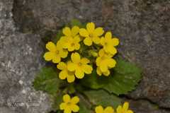 Primula floribunda